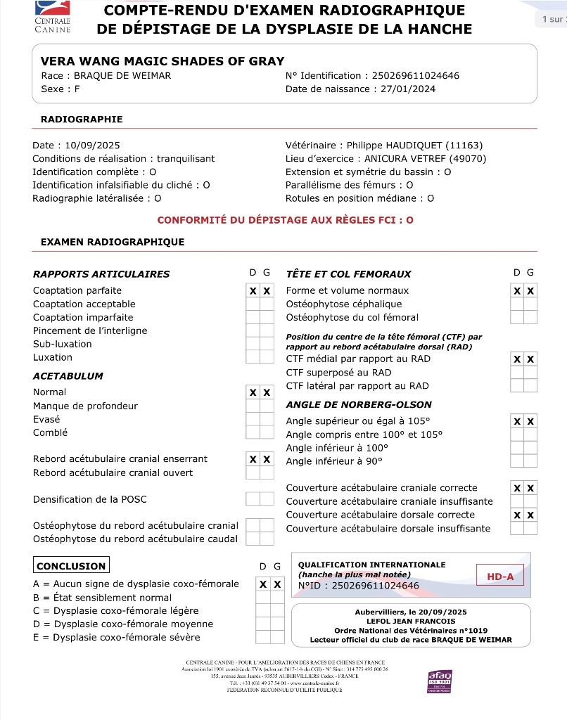 Examen officiel des hanches : Vic validée A/A